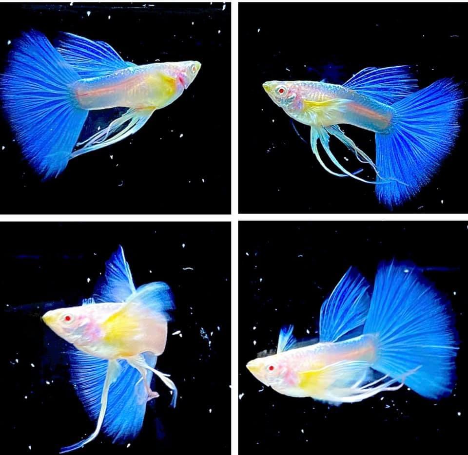 Blue Topaz Fin C Guppy Fish