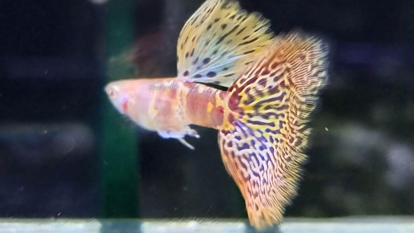 Pink Grass Guppy Fish