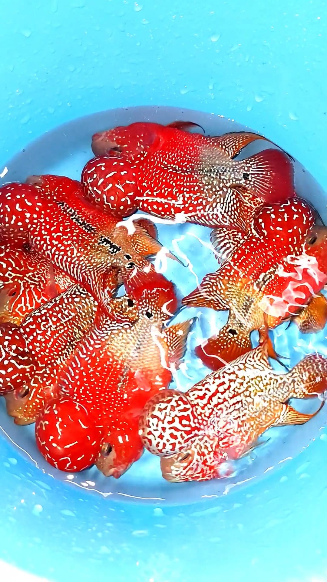 King Kamfa 2 Tone Flowerhorn Cichlid | High Grade | Grower Pick