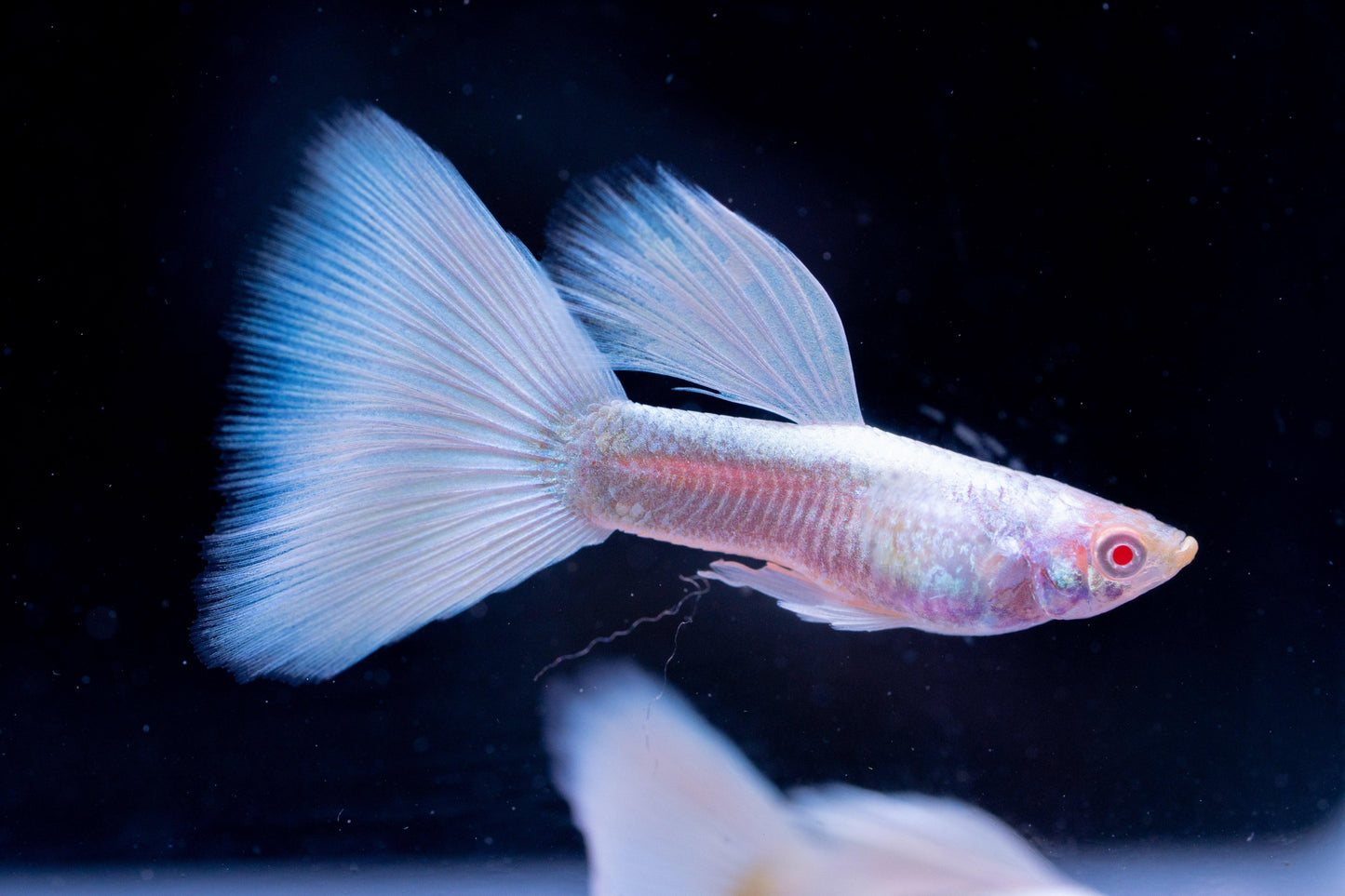 Full White Platinum Guppy Fish