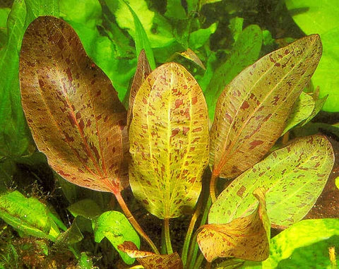 Echinodorus Ozelot Red