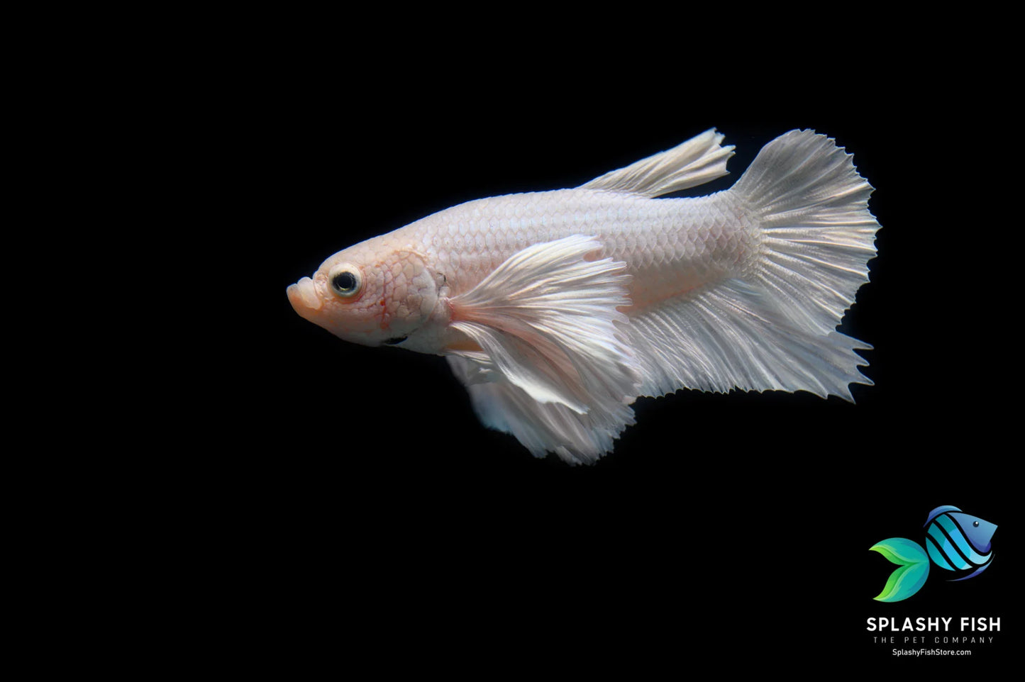Super White Dumbo Ear Plakat Male Betta Fish