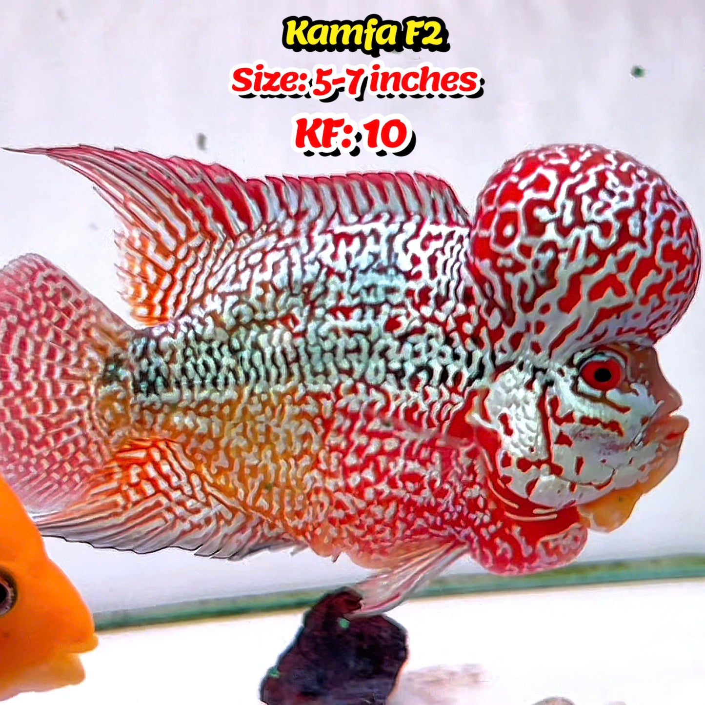 Golden Base Kamfa Flowerhorn Cichlid | You Pick Fish |