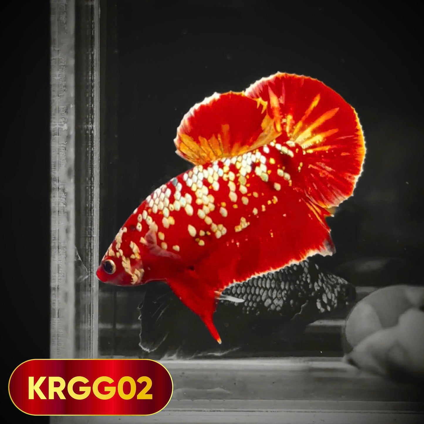 Golden Star Dust Galaxy Plakat Male Betta Fish | Super Rare | You Pick Fish