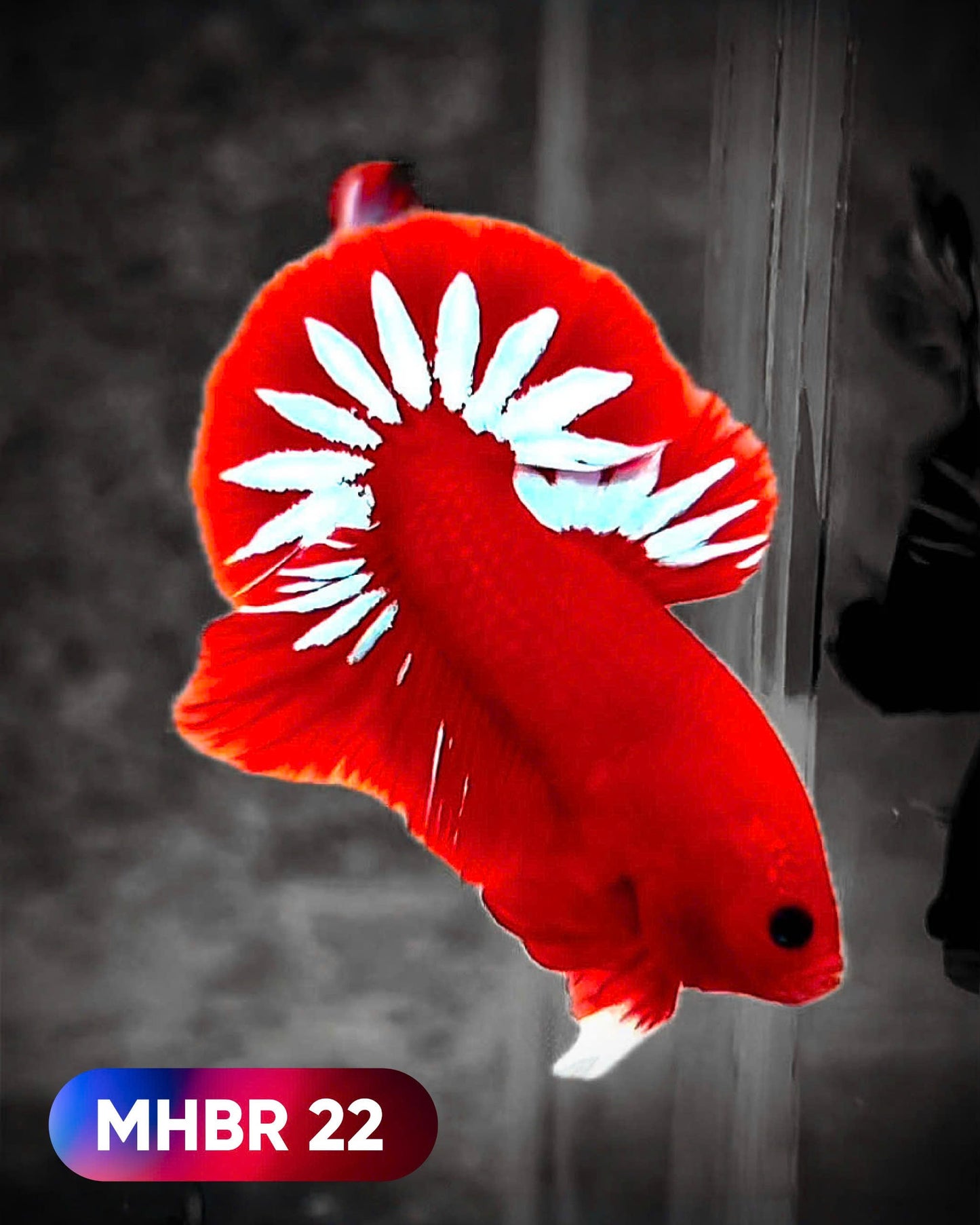 Hellboy Plakat Male Betta Fish | Order Directly From Farm | You Pick Fish