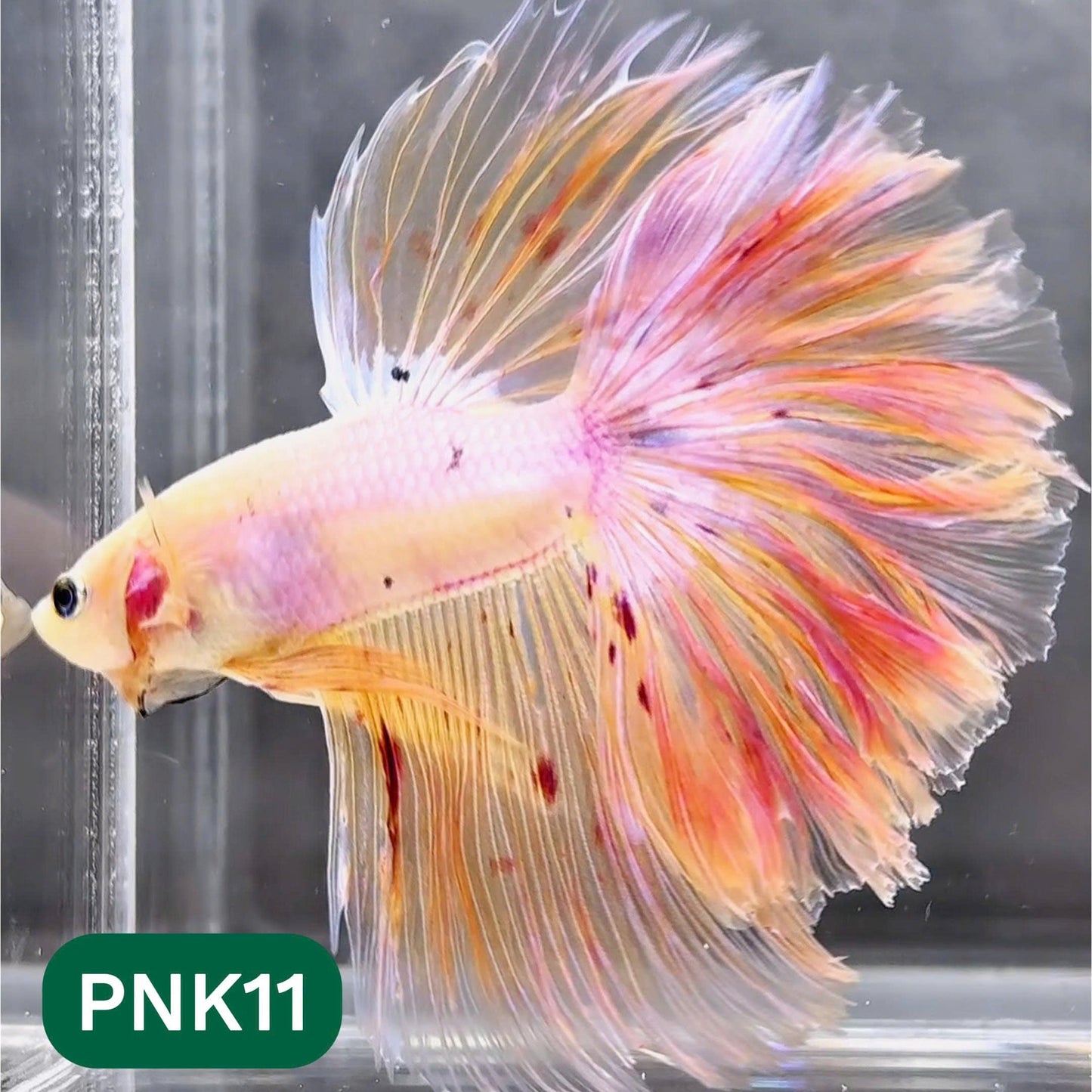 Pink Halfmoon Male Betta Fish | You Pick Fish | Order Directly From Farm