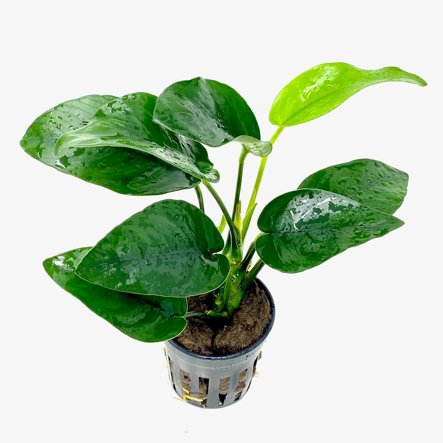 Anubias Nana Tropica