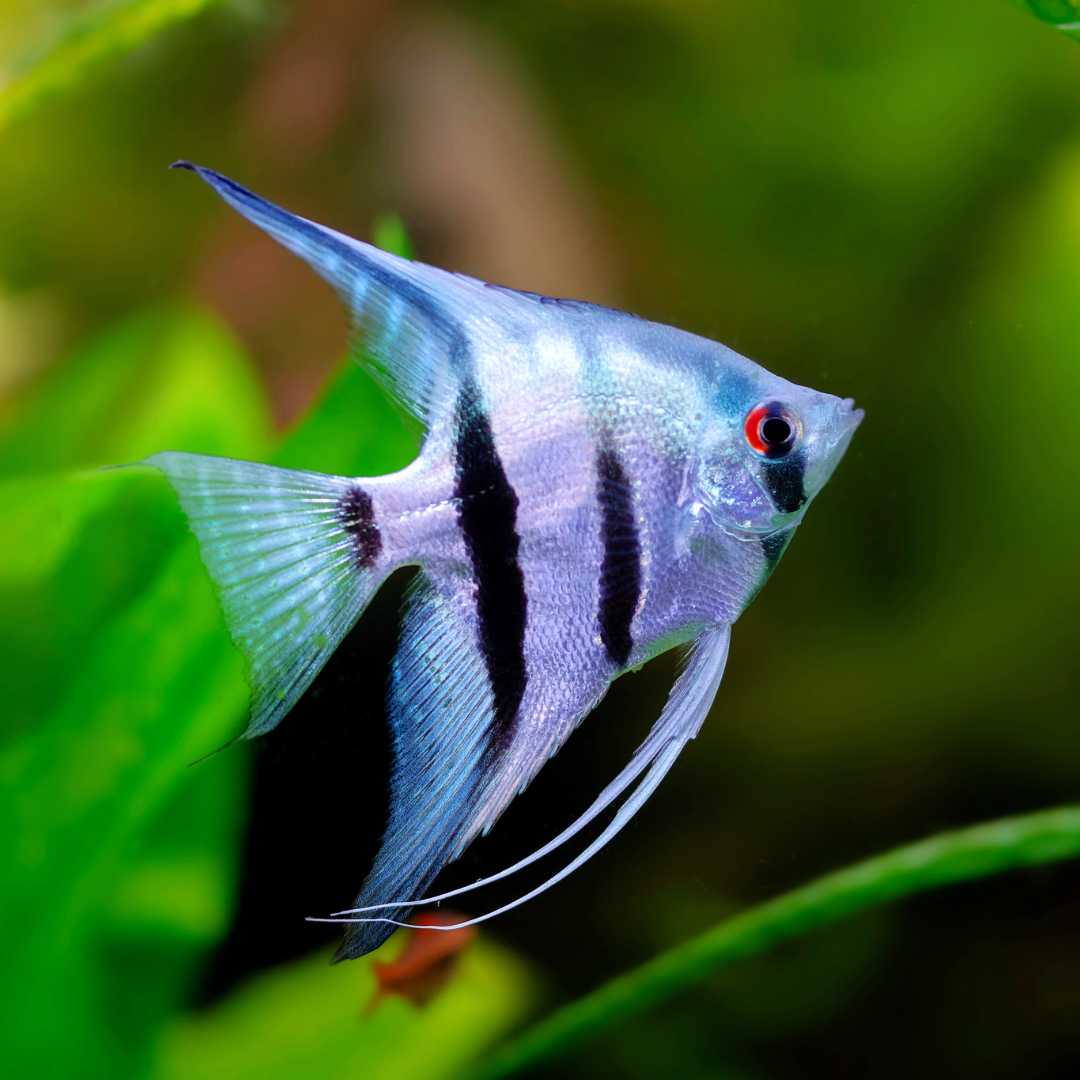 Blue Zebra Angelfish