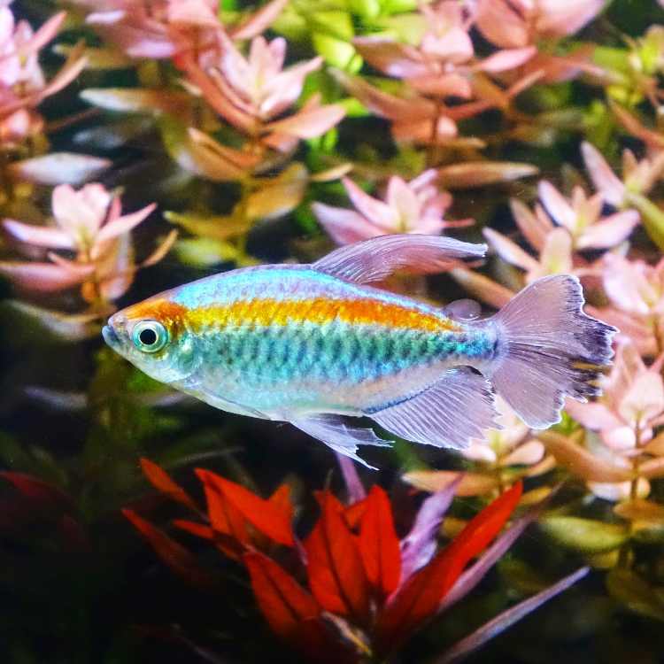 Congo Tetra Fish