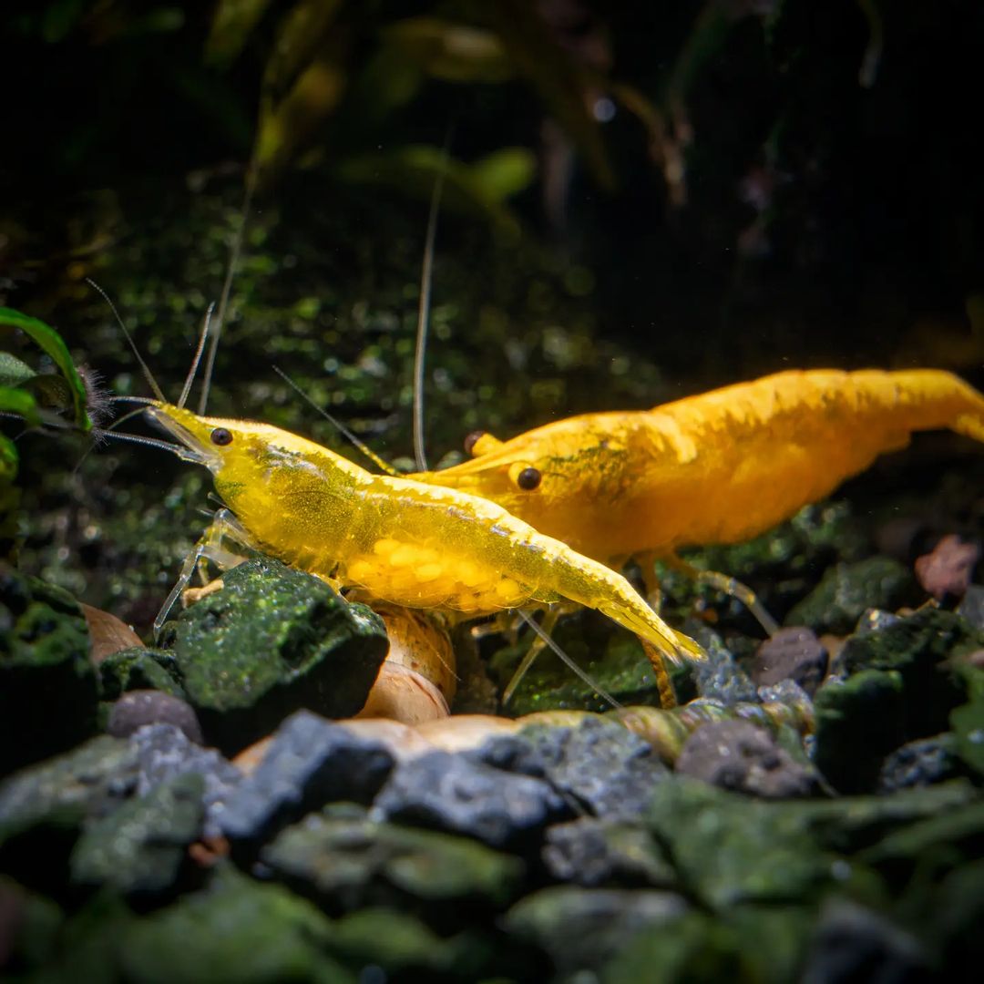 Yellow Golden Back Neocaridina Shrimp