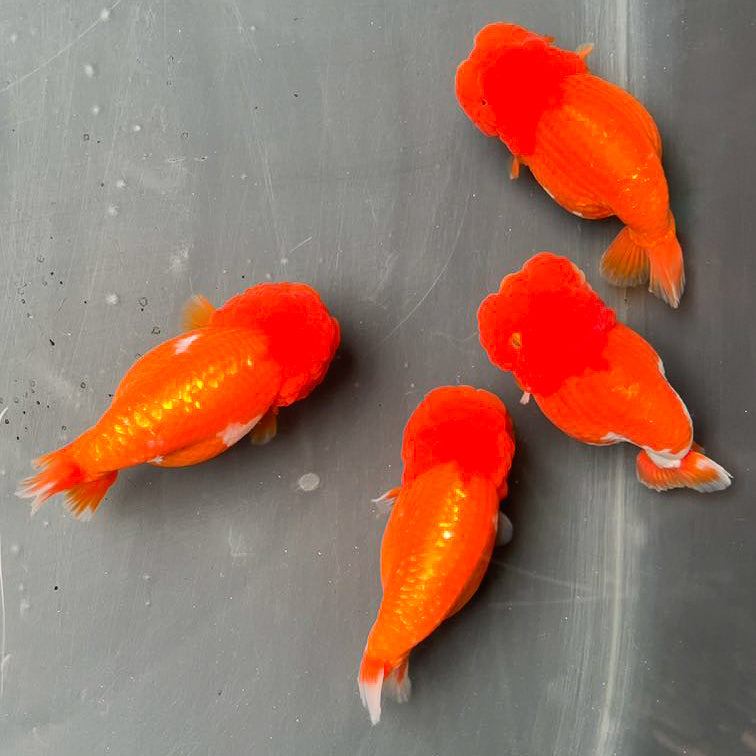 Full Scale Ranchu Goldfish | Grower Pick