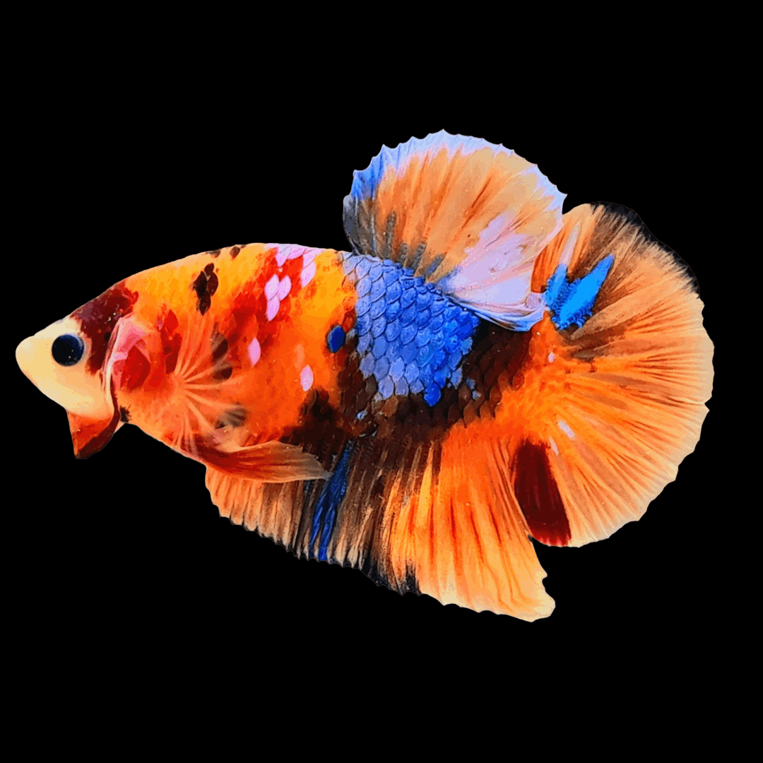 Nemo Galaxy Male Betta Fish High Grade | Buy 4 Get 1 Free | Mystery Betta