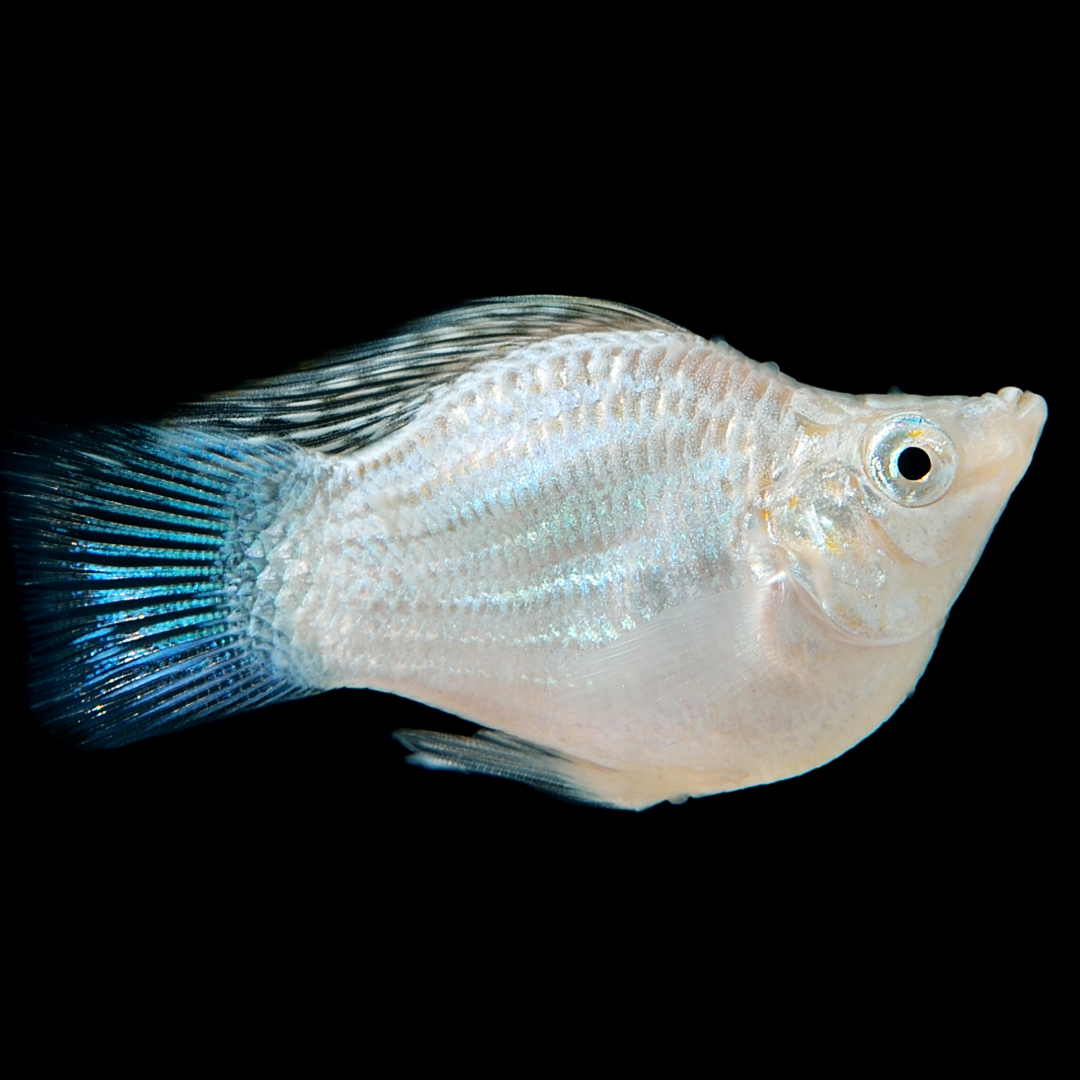 Platinum Balloon Molly Fish | Round Tail, Black Eyes