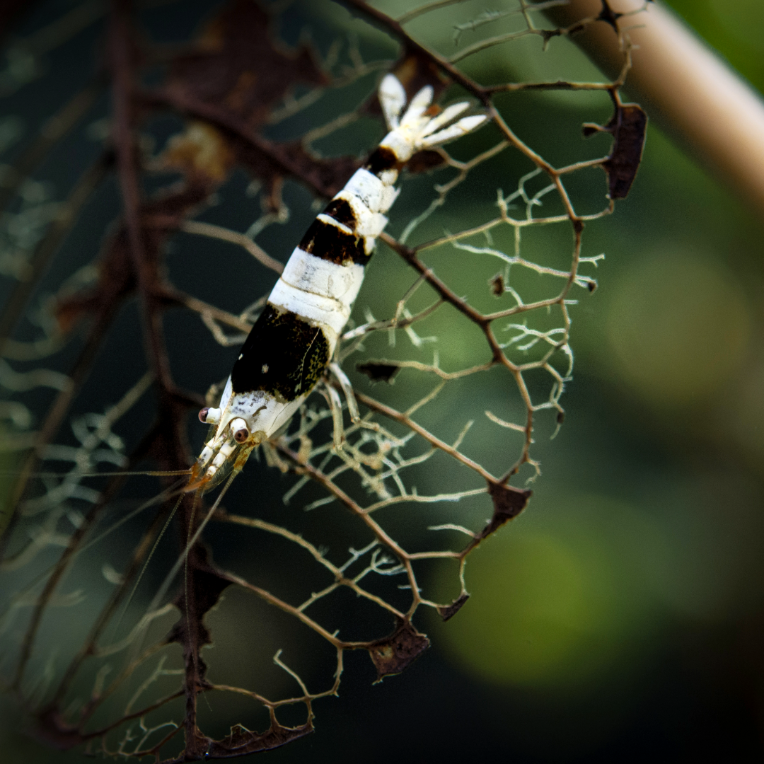 Pure Black Line Caridina Shrimp
