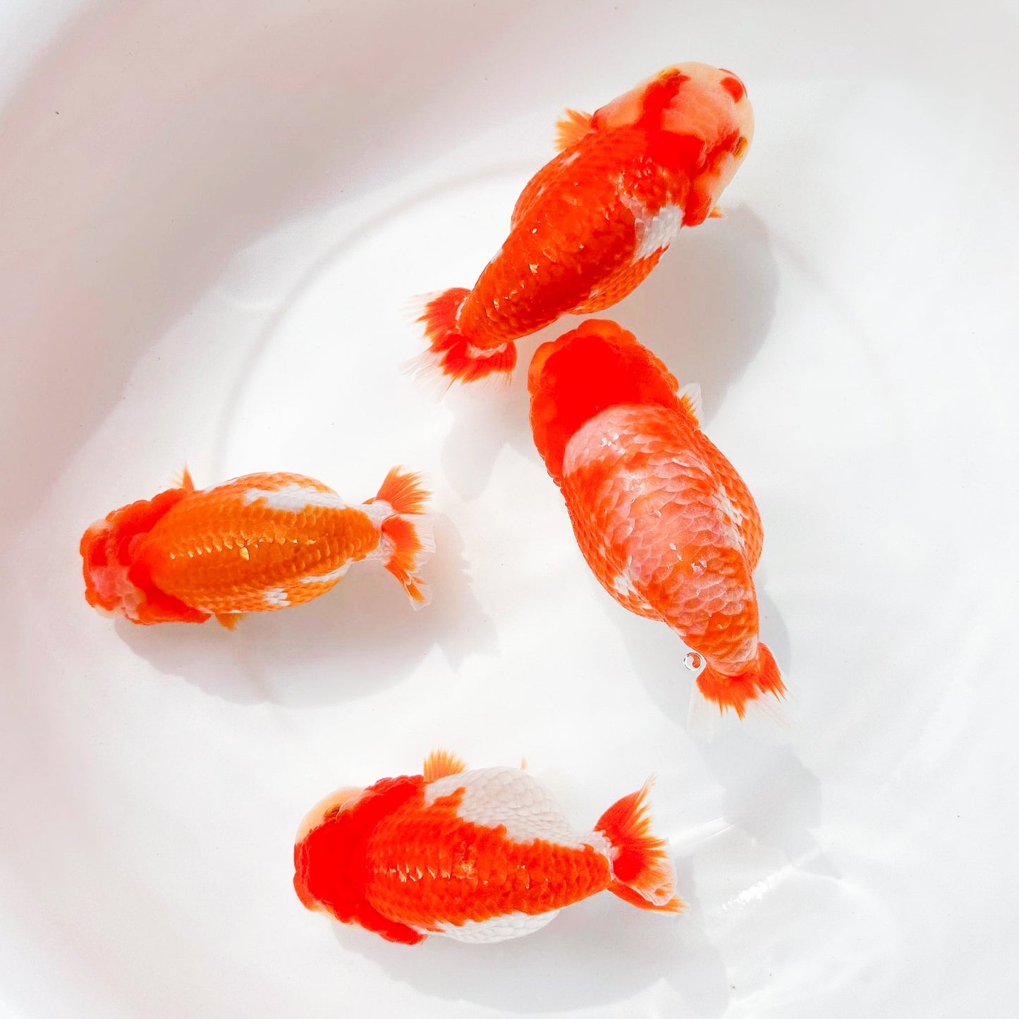 Sakura Ranchu Goldfish | Grower Pick