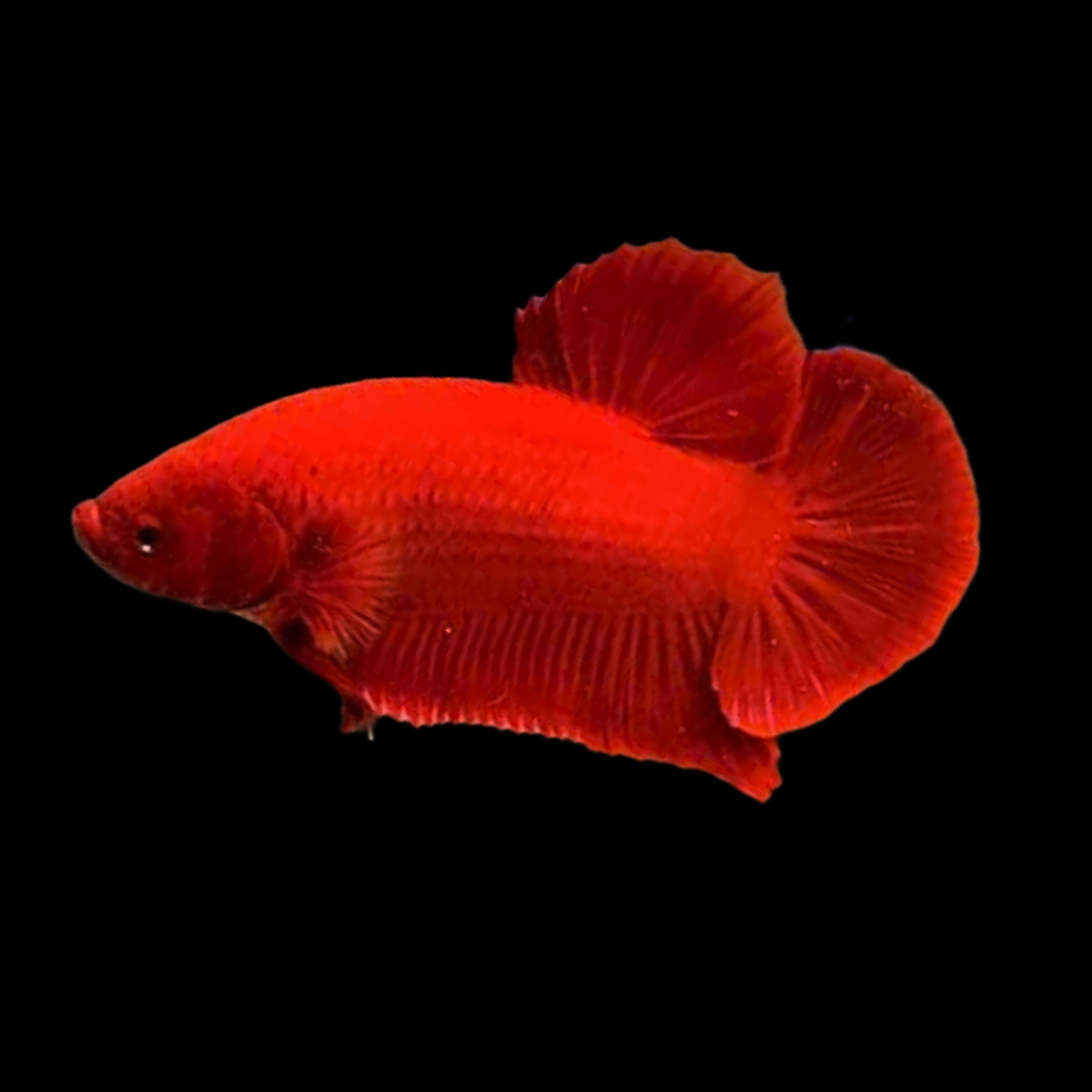 Super Red Giant Plakat Male Betta Fish