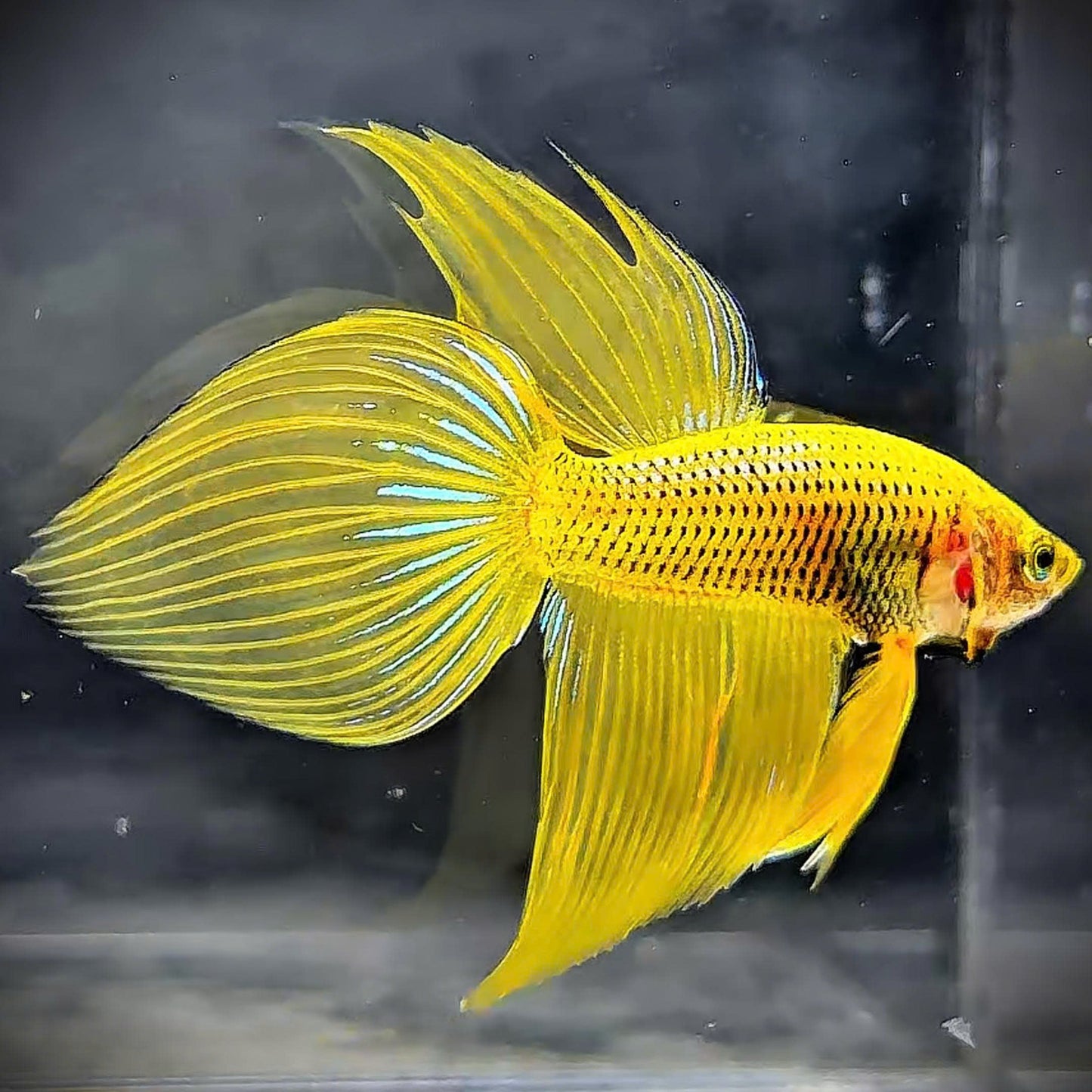 Yellow Spade Tail Wild Betta Splendens Male