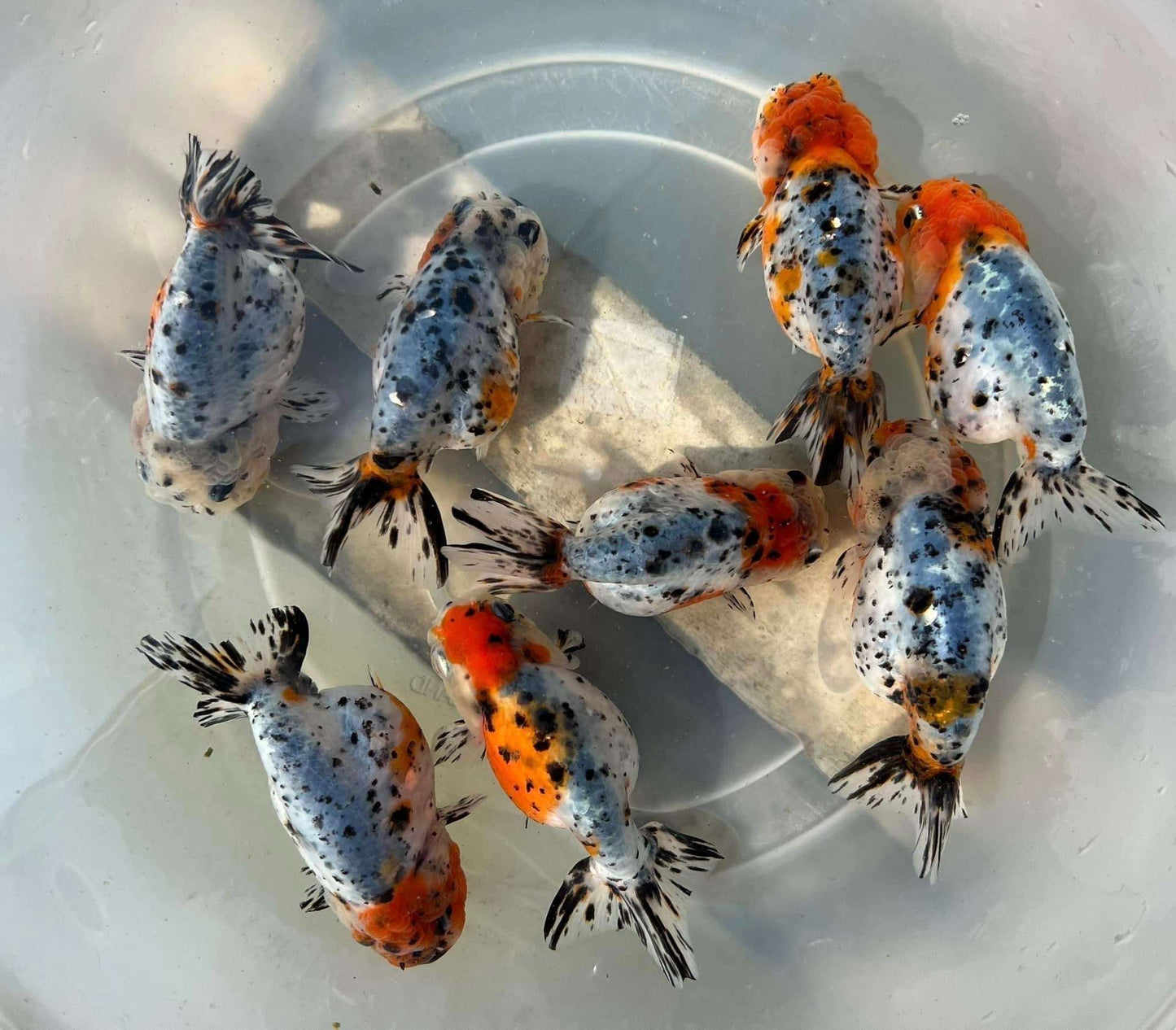 Tricolor Calico Ranchu Goldfish | Grower Pick