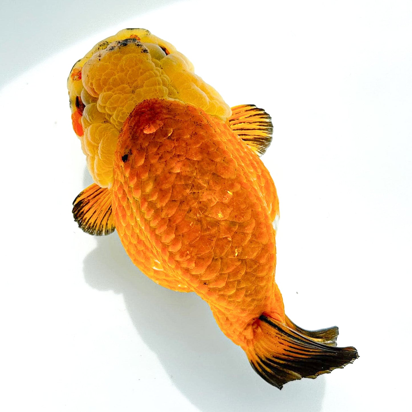 24K Gold Ranchu | Ultra Rare