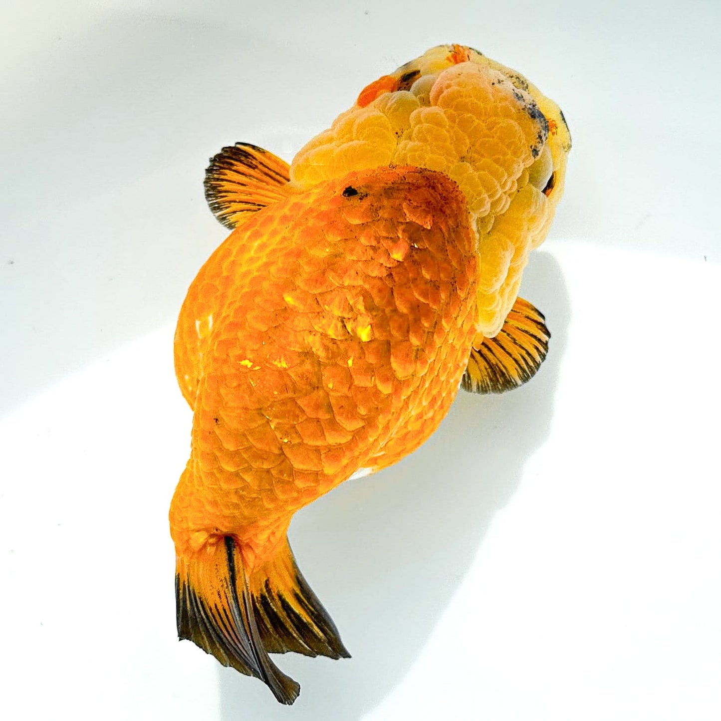 24K Gold Ranchu | Ultra Rare