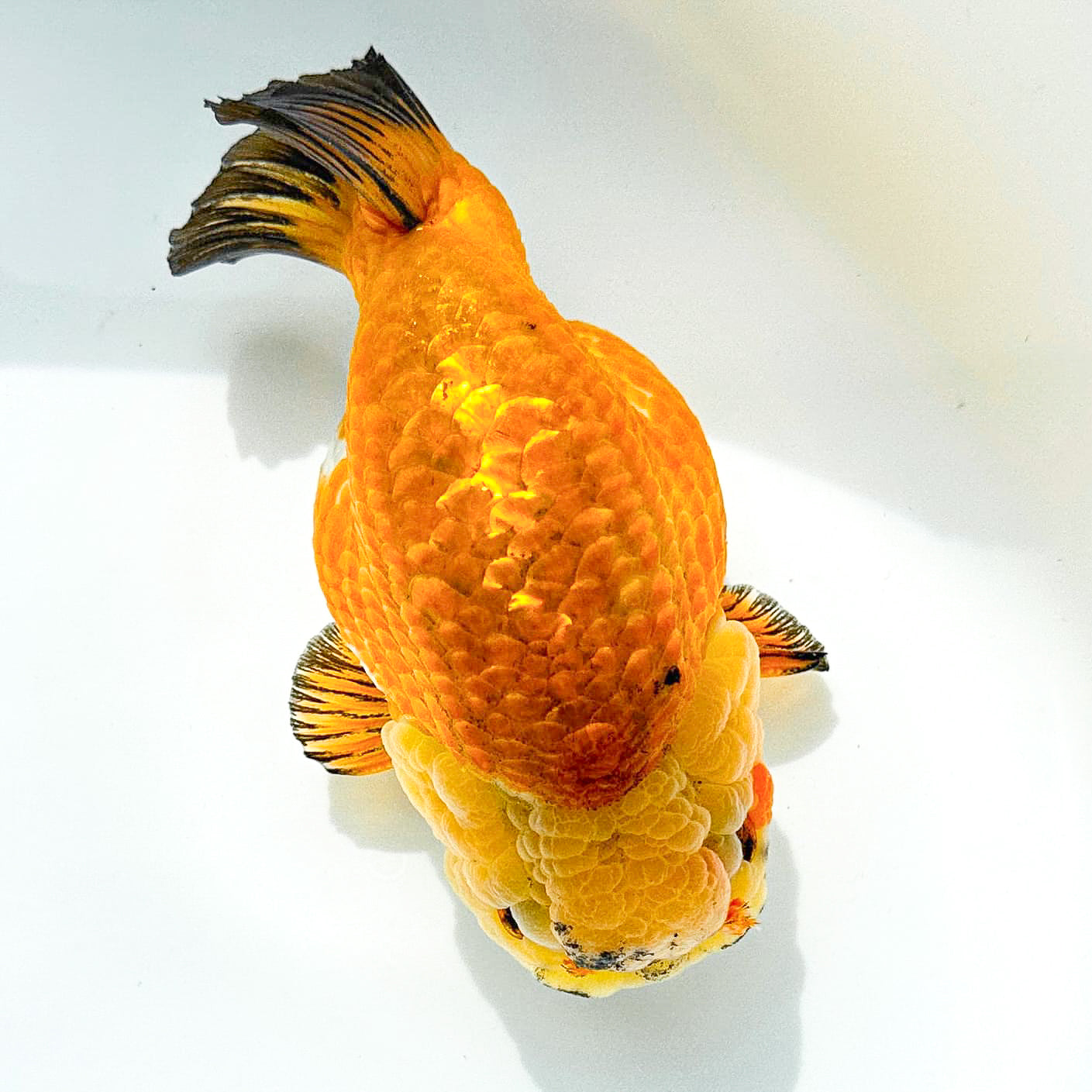24K Gold Ranchu | Ultra Rare