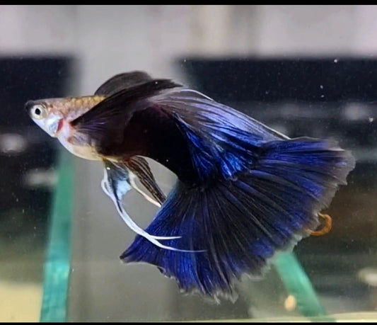 Half Black Blue Fin C Guppy Fish