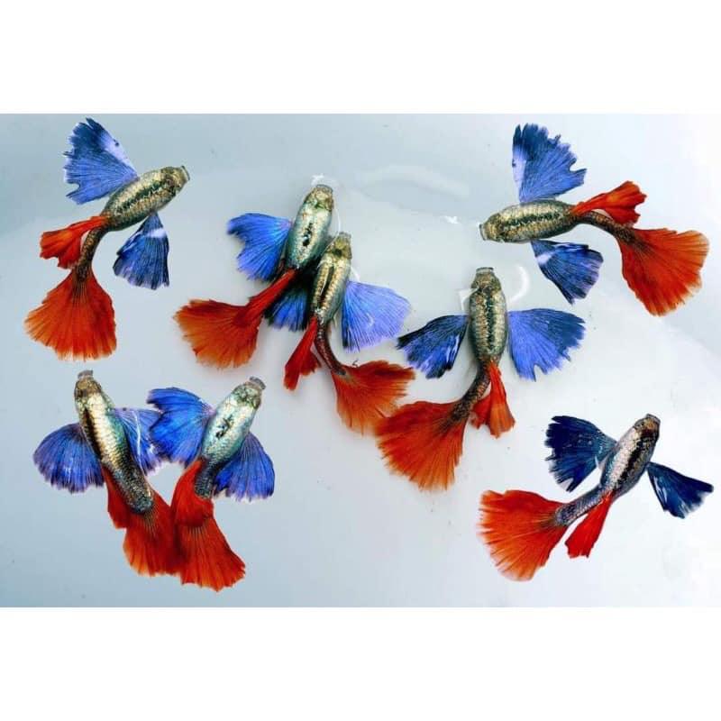 Dumbo Red Tail Guppy Fish