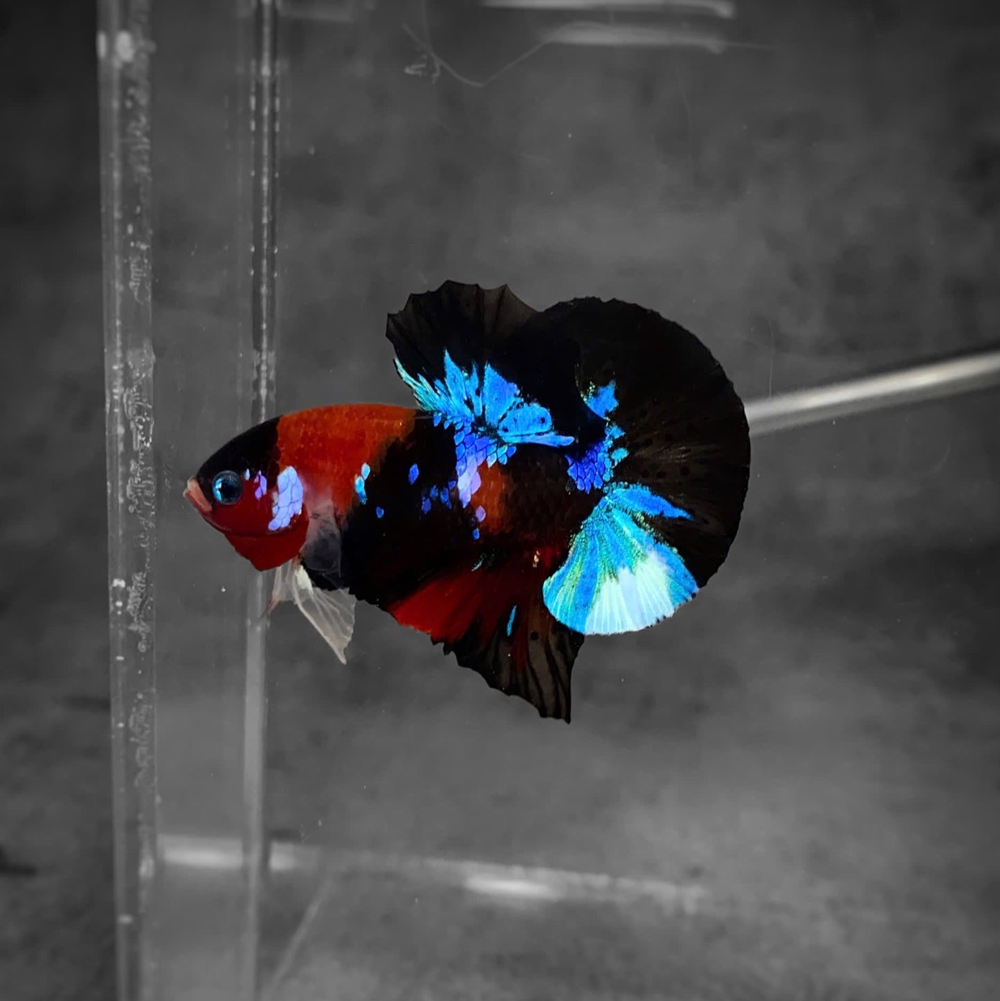 Koi Multicolor Dark Tone Plakat Male Betta Fish | High Grade | Mystery Betta