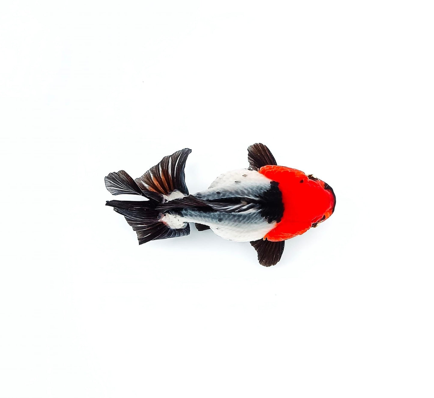 Tri Color Oranda Short Tail 3-4 Inches | Mystery Goldfish