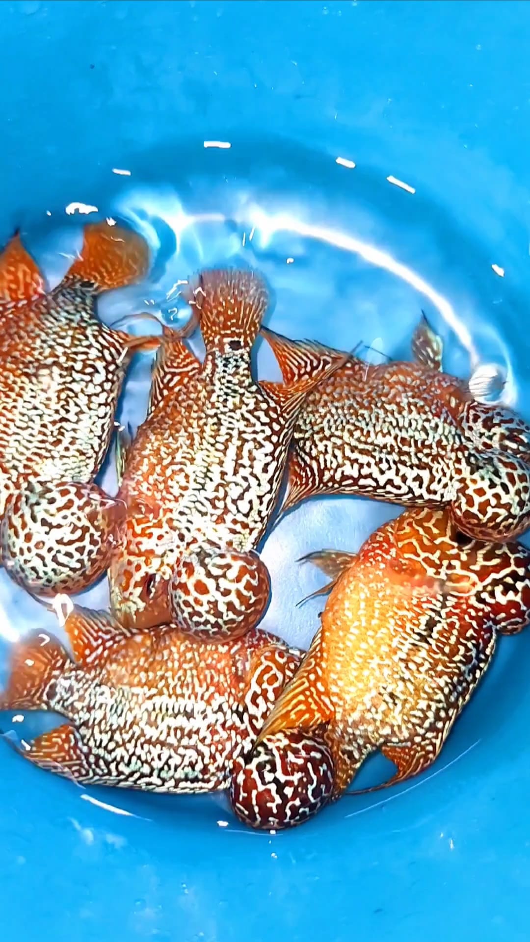 Yellow Golden Base Flowerhorn Cichlid | High Grade | Grower Pick