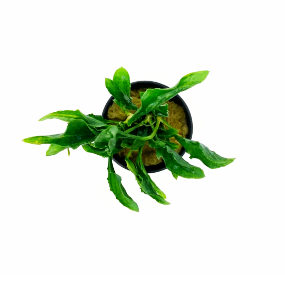 Anubias Heterophylla Supernova