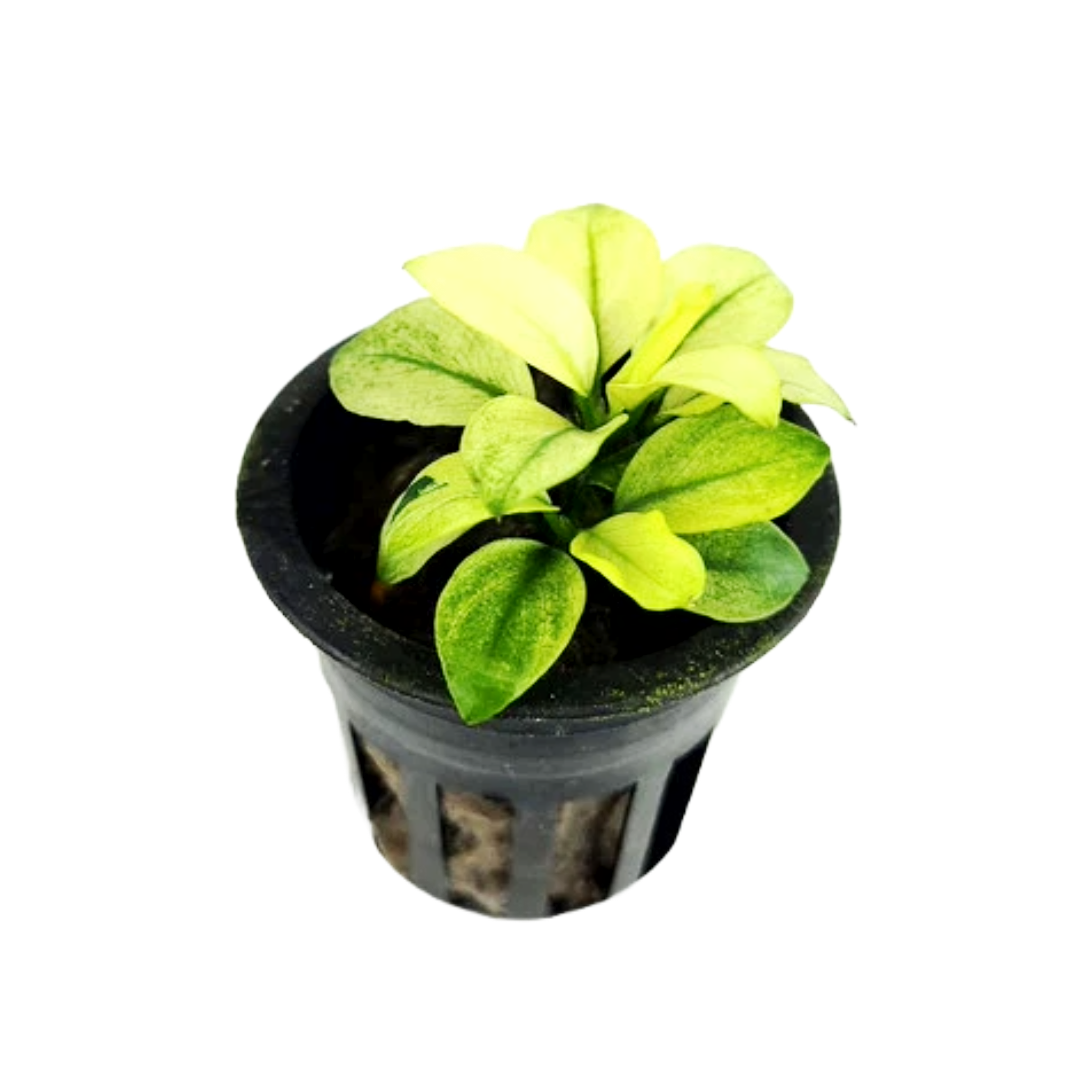 Anubias Broad White