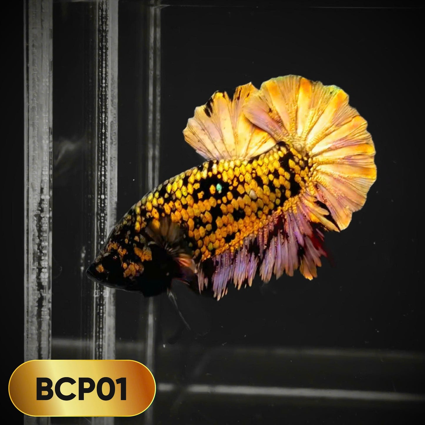 Black Panther Plakat Male Betta Fish | You Pick Fish | Rare Betta