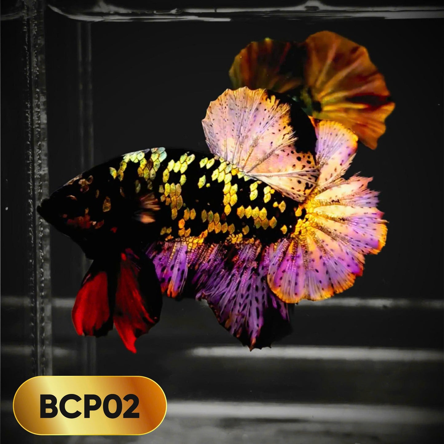 Black Panther Plakat Male Betta Fish | You Pick Fish | Rare Betta