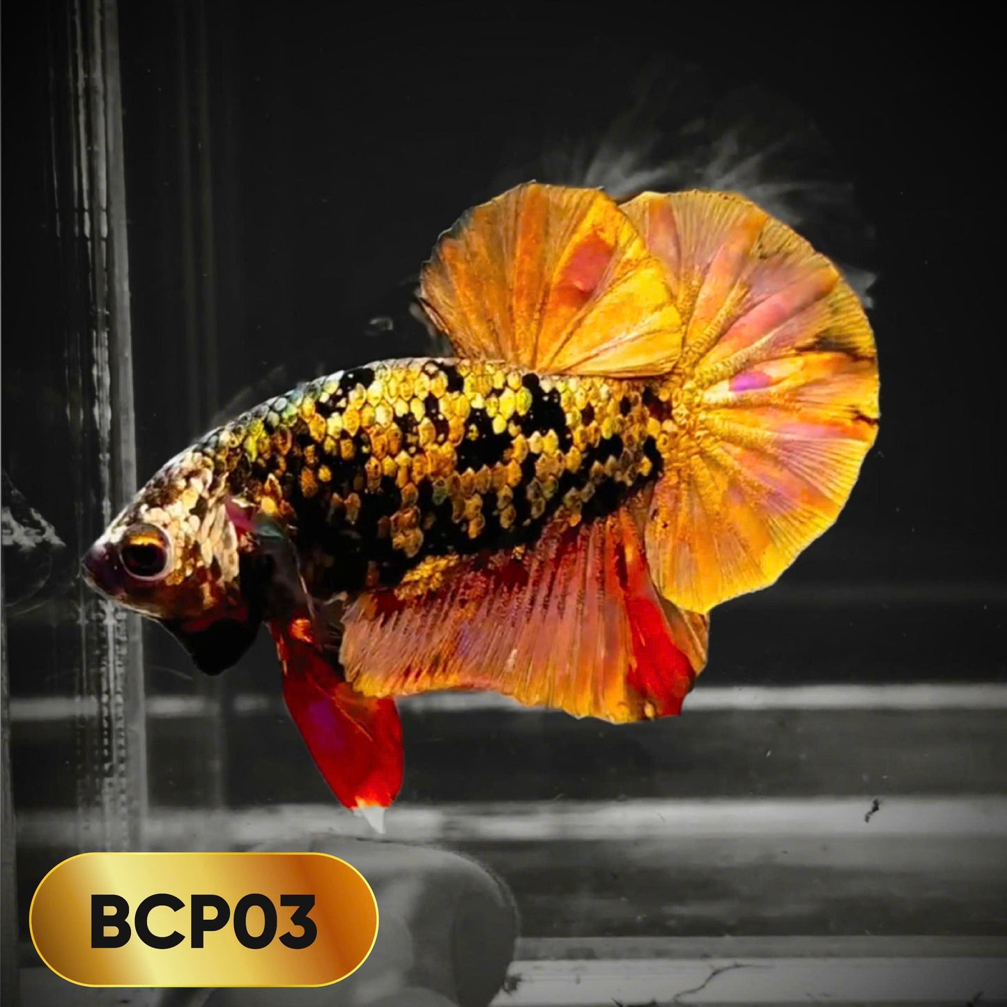 Black Panther Plakat Male Betta Fish | You Pick Fish | Rare Betta