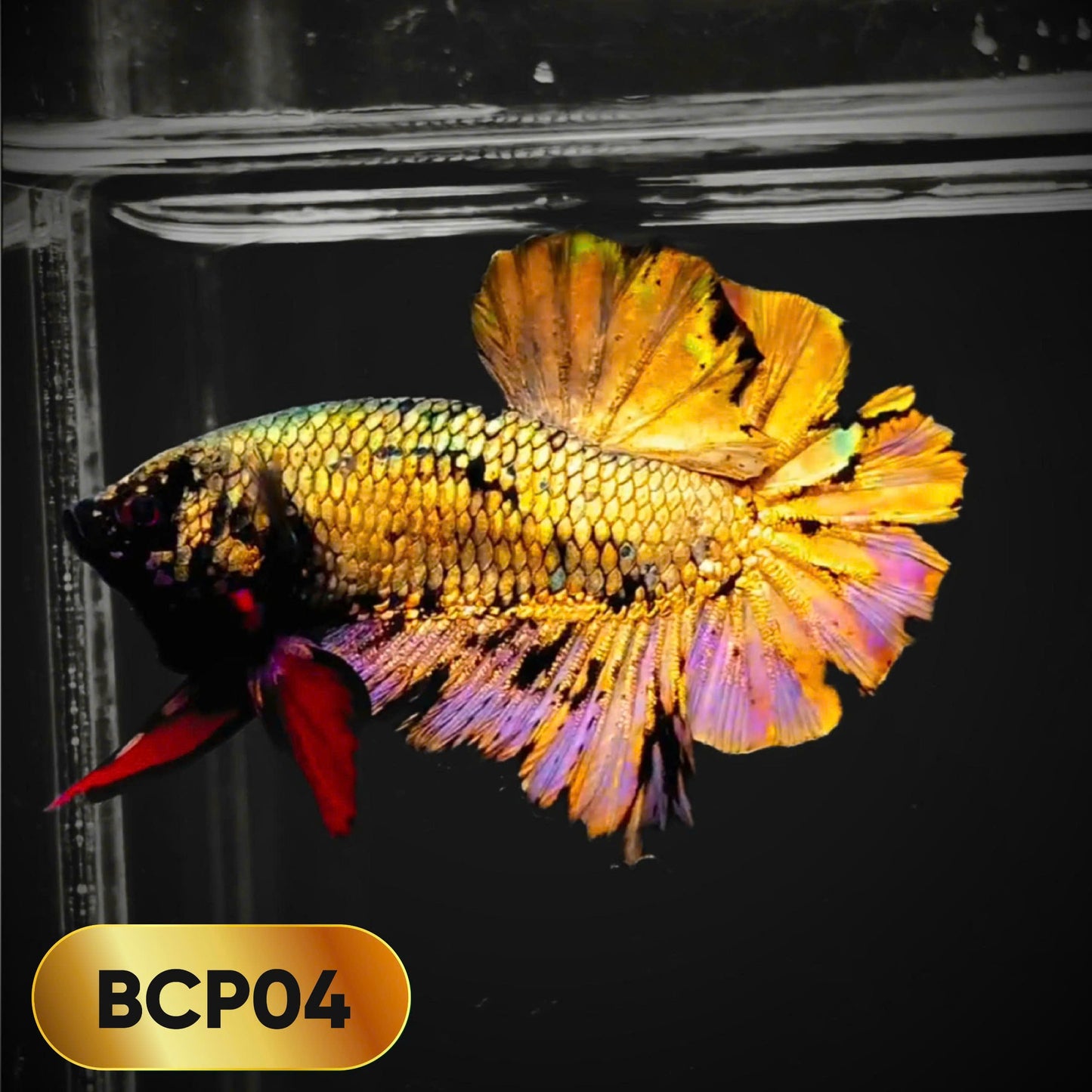 Black Panther Plakat Male Betta Fish | You Pick Fish | Rare Betta