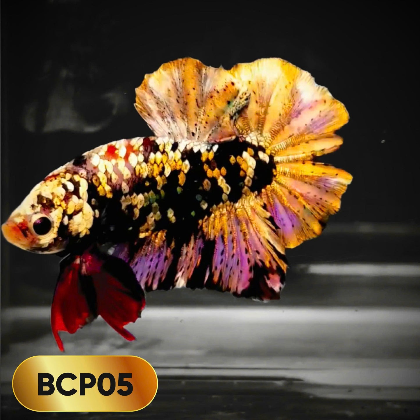 Black Panther Plakat Male Betta Fish | You Pick Fish | Rare Betta