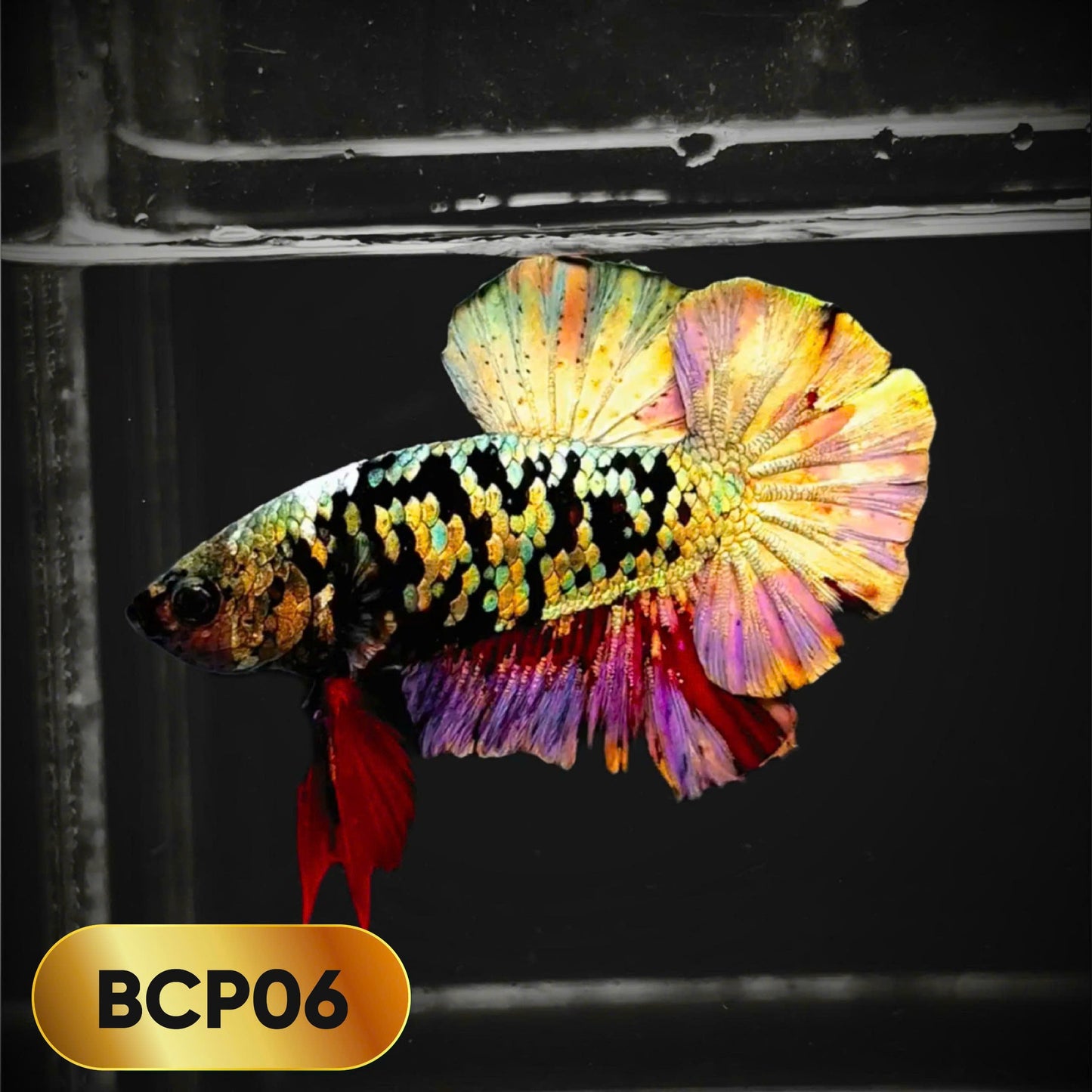 Black Panther Plakat Male Betta Fish | You Pick Fish | Rare Betta