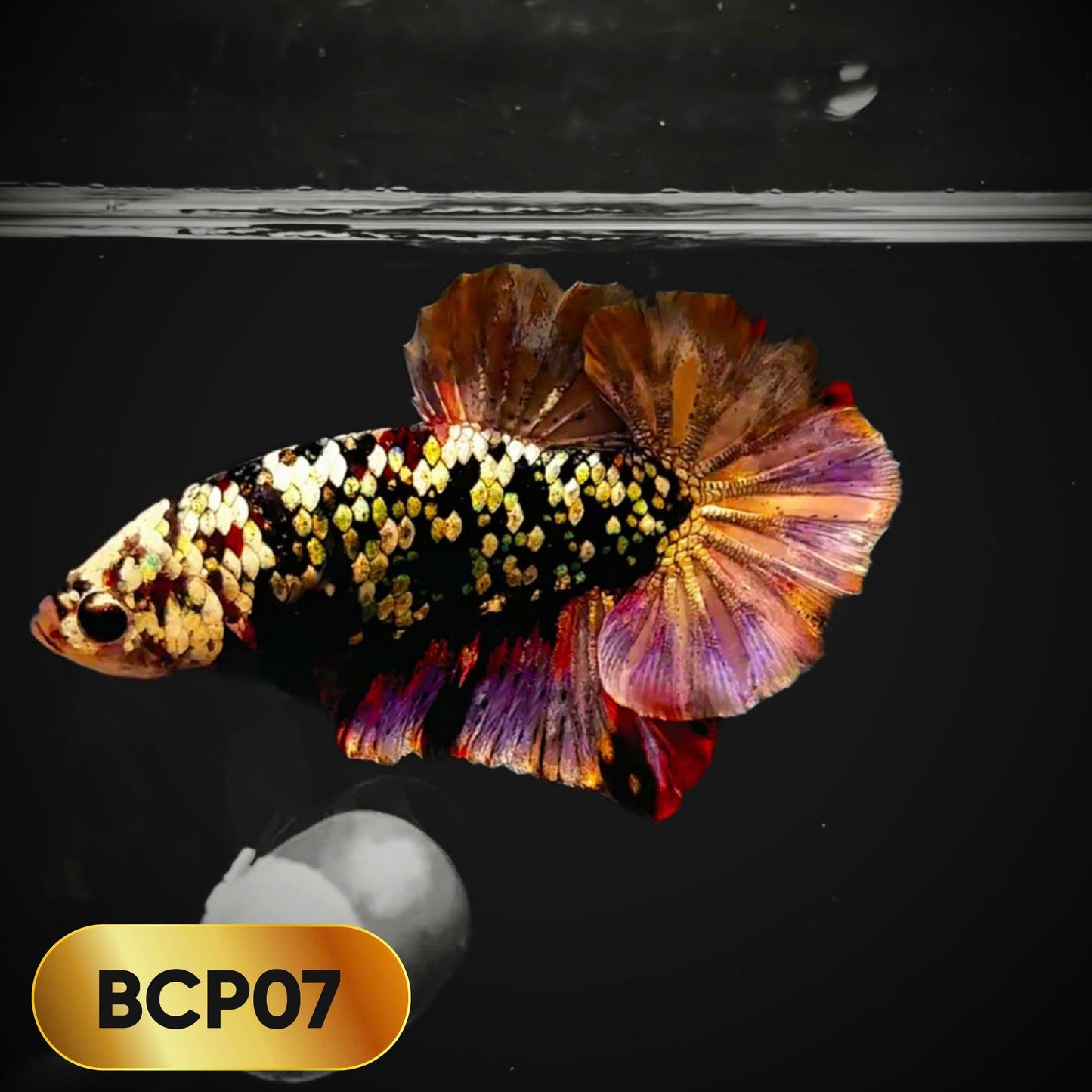 Black Panther Plakat Male Betta Fish | You Pick Fish | Rare Betta