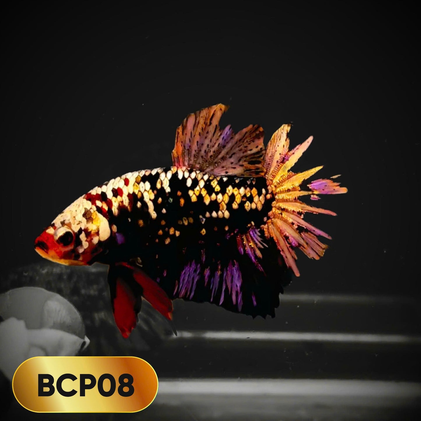 Black Panther Plakat Male Betta Fish | You Pick Fish | Rare Betta