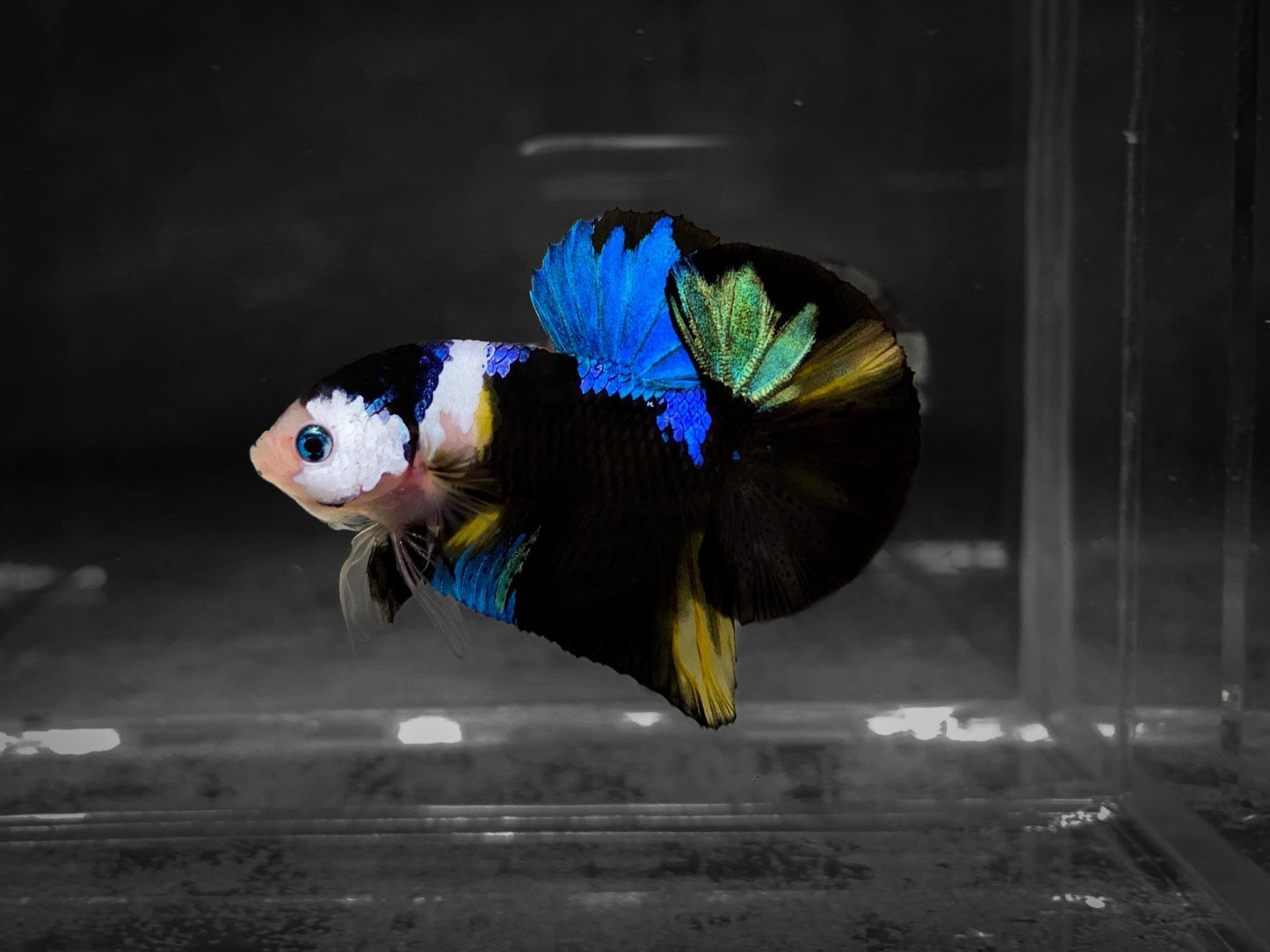 Koi Multicolor Dark Tone Plakat Male Betta Fish | High Grade | Mystery Betta