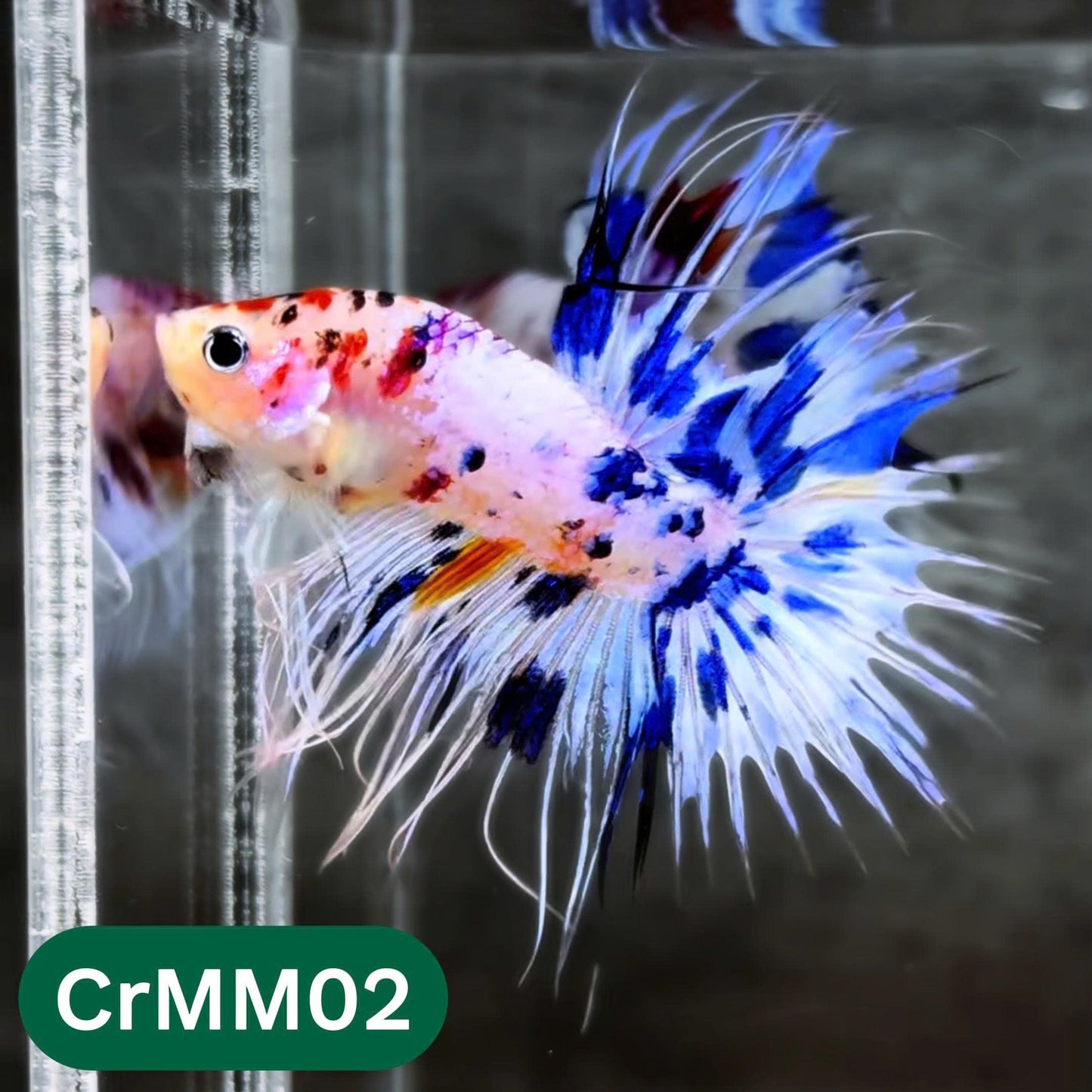 Crowntail Multicolor Male Betta Fish | High Grade | You Pick Fish |
