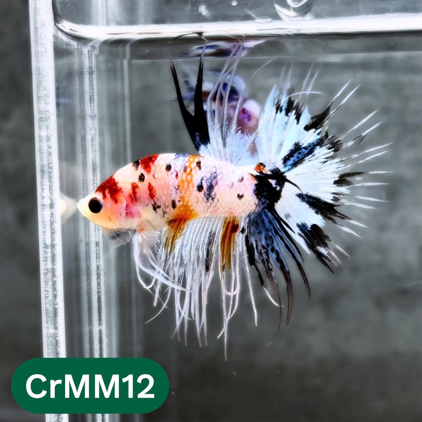 Crowntail Multicolor Male Betta Fish | High Grade | You Pick Fish |