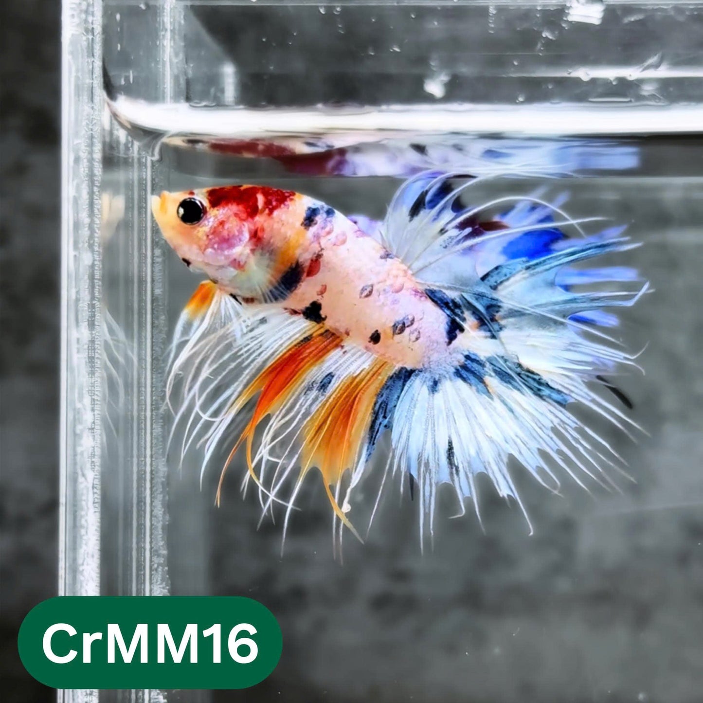 Crowntail Multicolor Male Betta Fish | High Grade | You Pick Fish |