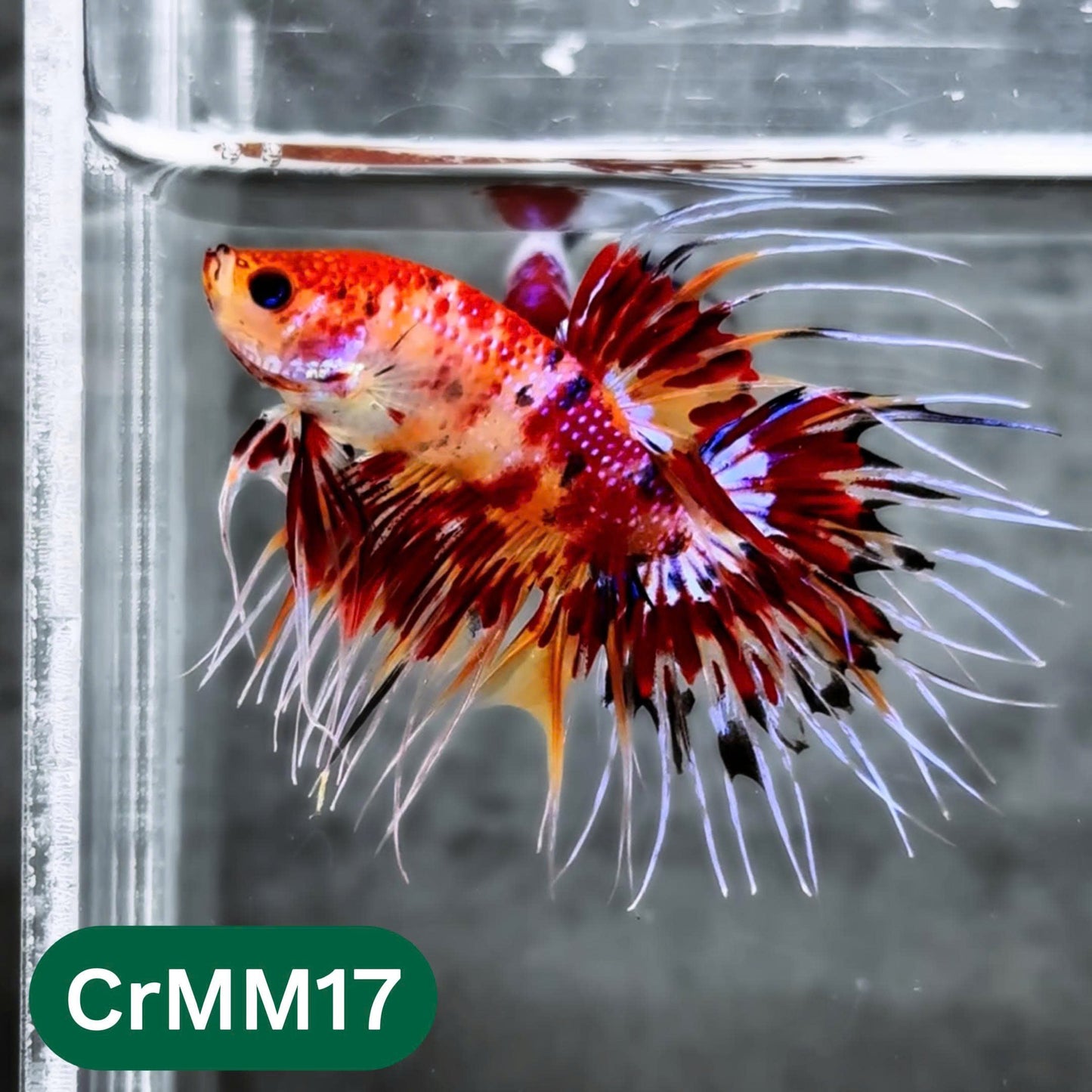 Crowntail Multicolor Male Betta Fish | High Grade | You Pick Fish |
