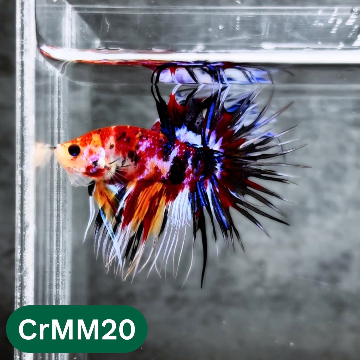 Crowntail Multicolor Male Betta Fish | High Grade | You Pick Fish |