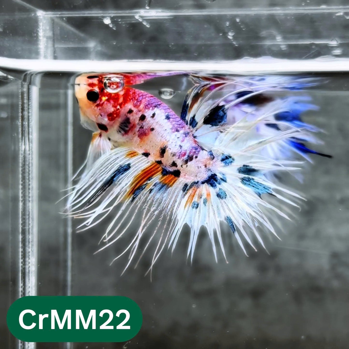 Crowntail Multicolor Male Betta Fish | High Grade | You Pick Fish |