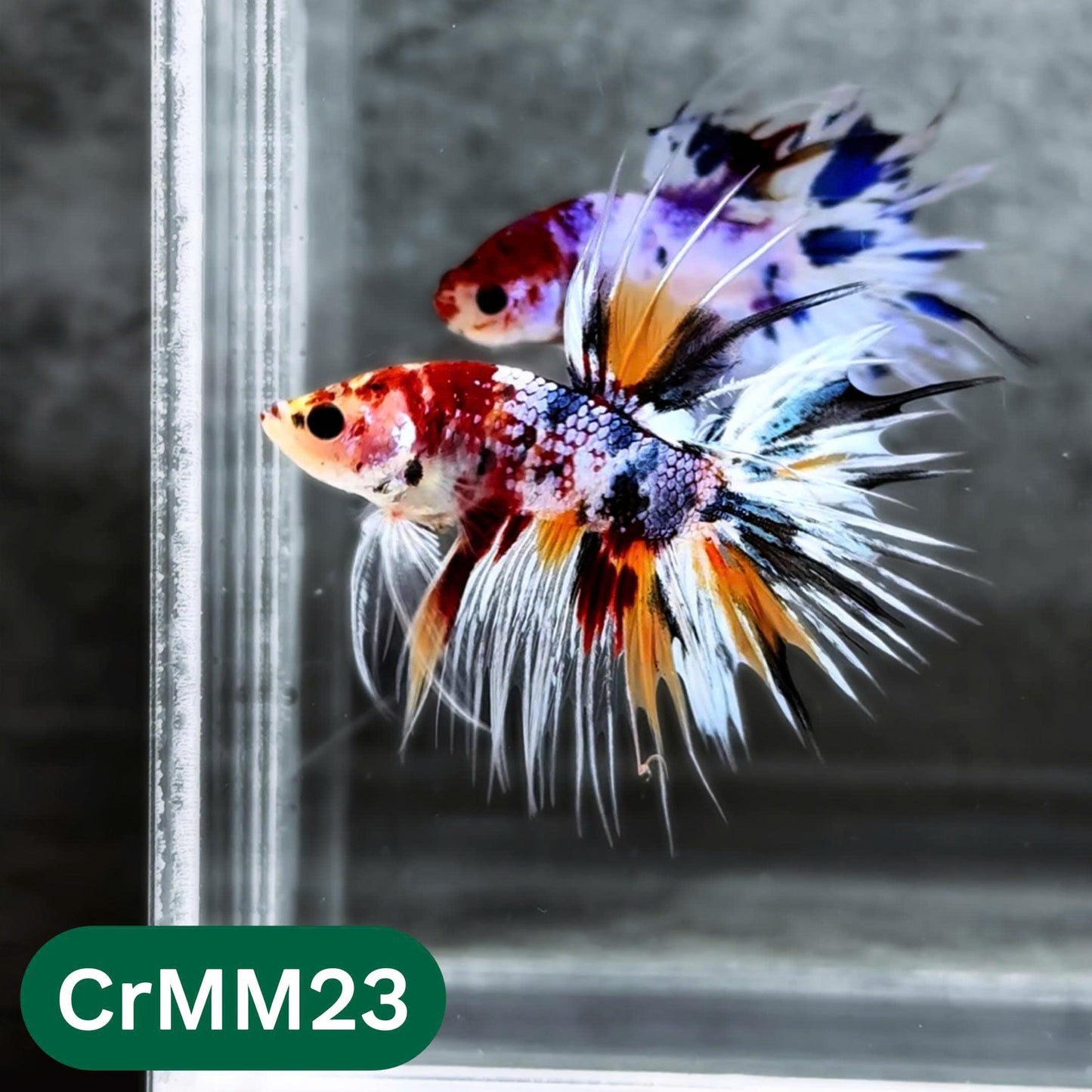 Crowntail Multicolor Male Betta Fish | High Grade | You Pick Fish |