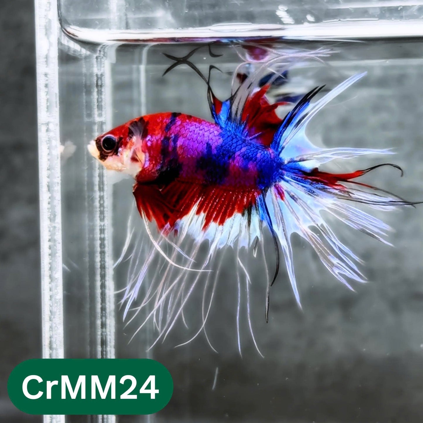 Crowntail Multicolor Male Betta Fish | High Grade | You Pick Fish |