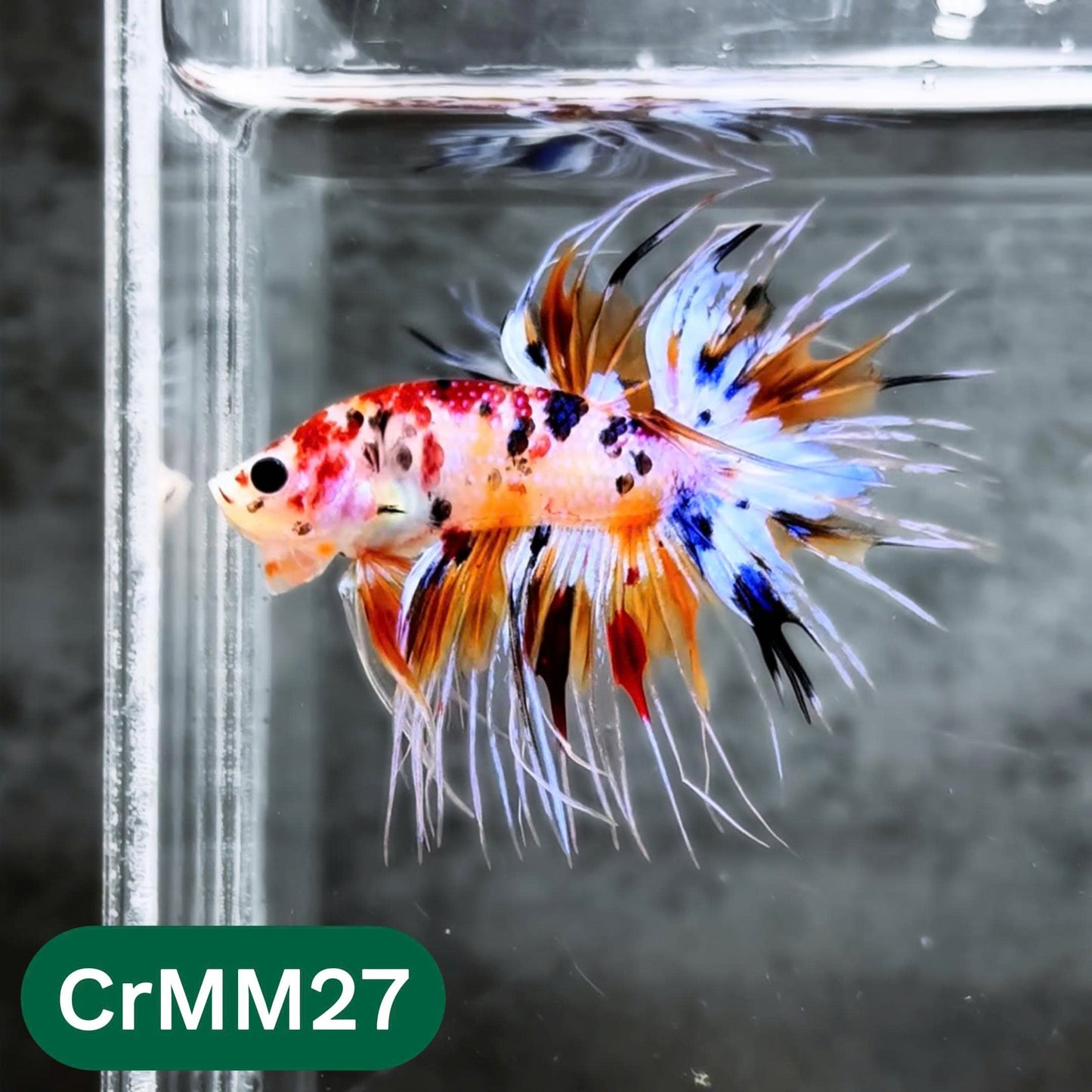 Crowntail Multicolor Male Betta Fish | High Grade | You Pick Fish |